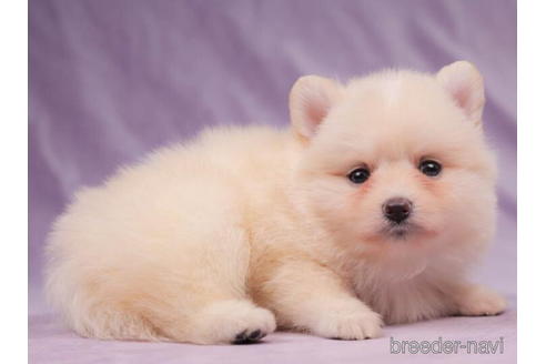 成約済の東京都のポメラニアン-205900の4枚目